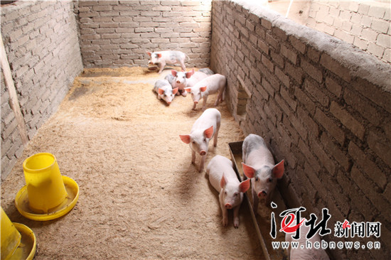 年猪养殖基地