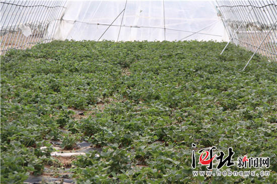 草莓种植大棚