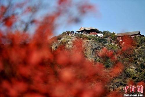 资料图:随着霜降节气的到来,香山红叶进入了最佳观赏季节。 金硕 摄