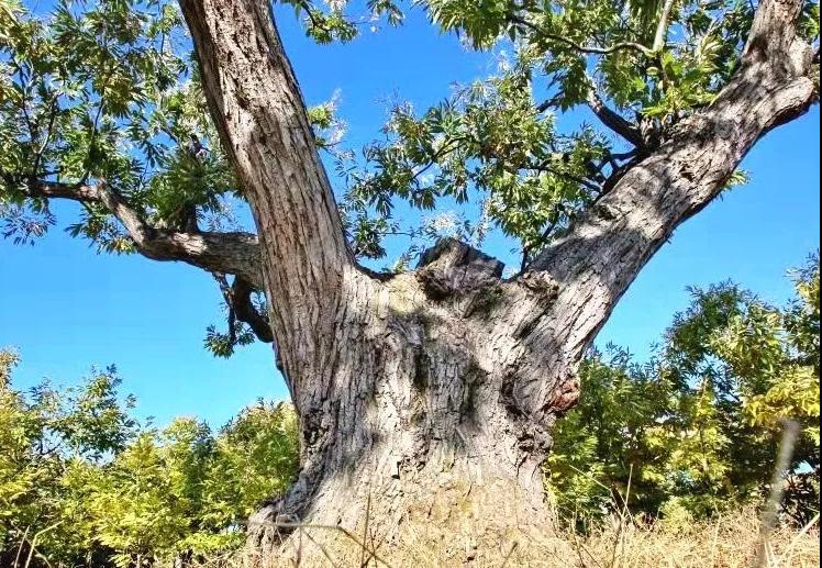 青龙县:苍苍栗树相伴人间500年!