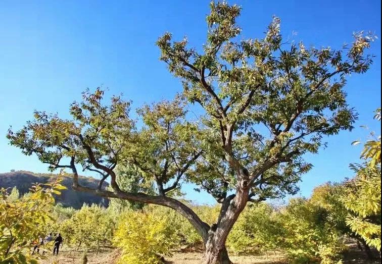 青龙县:苍苍栗树相伴人间500年!