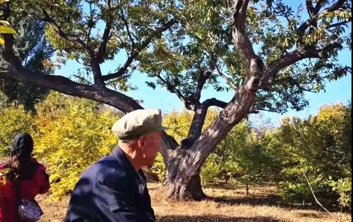 青龙县:苍苍栗树相伴人间500年!