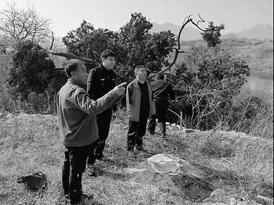 古柏树盗伐案案发现场。